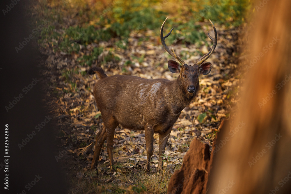 Obraz premium Sambar, Rusa unicolor, in the nature habitat, Kabini Nagarhole NP, India. Wild deer in the grass, nature wildlife. Sambar, animla native to the India in Asia