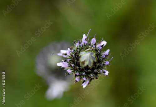 Knospe eines blaues Kugelblümchen im Frühling photo