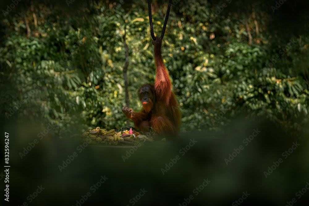 Bornean orangutan, Pongo pygmaeus, great ape animal in the tropic forest, Sabah, Kinabatangan river in Borneo, Malyasia. Orange fur coat monkey in the nature habitat. Rare mammal on the tree, Borneo.