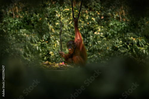 Bornean orangutan, Pongo pygmaeus, great ape animal in the tropic forest, Sabah, Kinabatangan river in Borneo, Malyasia. Orange fur coat monkey in the nature habitat. Rare mammal on the tree, Borneo.