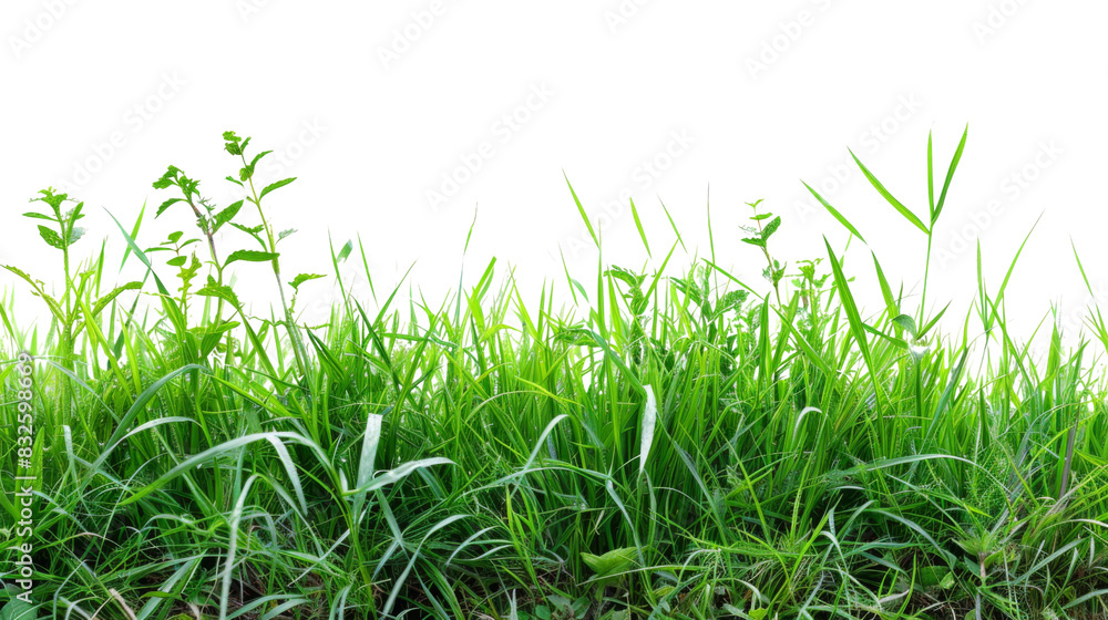 Fototapeta premium Fresh green grass border