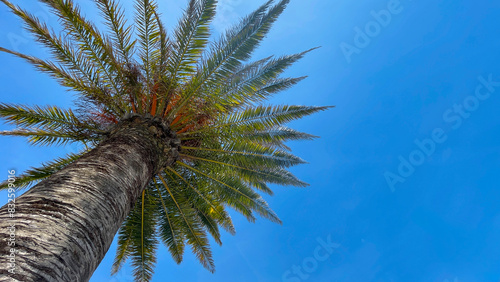 view from above of beautiful palm tree growing in a blue sky