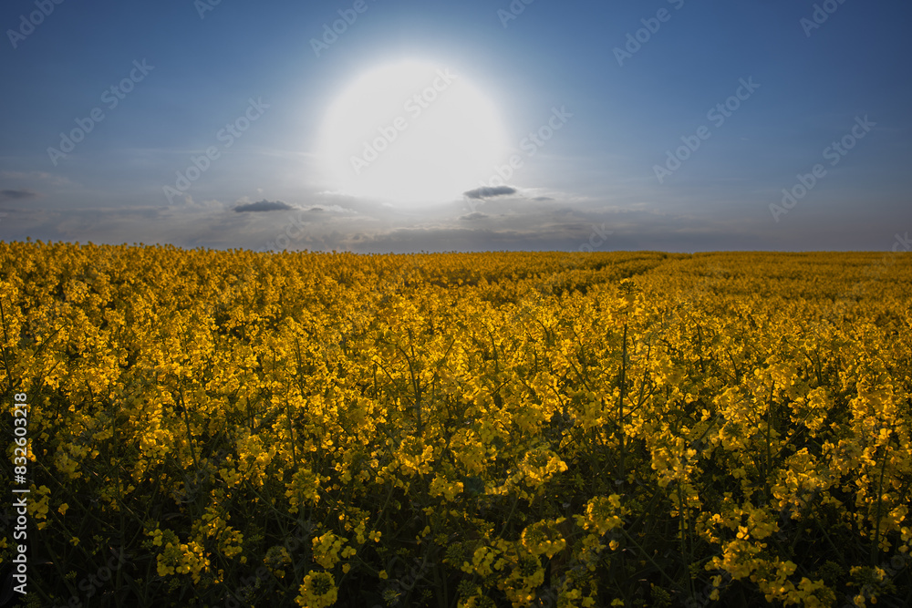 Fotografie Yellow rapeseed field at the sunset.