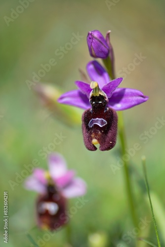 Close up photo of Ophrys biscutella. Gargano, Italy, Europe. photo
