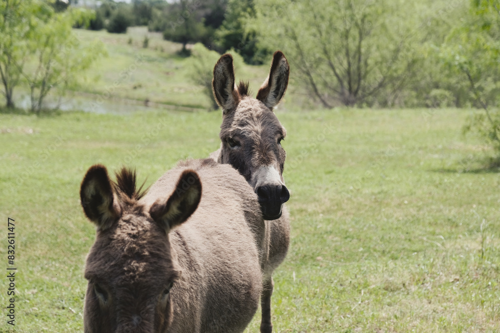 Fototapeta premium Two mini donkeys on Texas farm showing animal friendship.