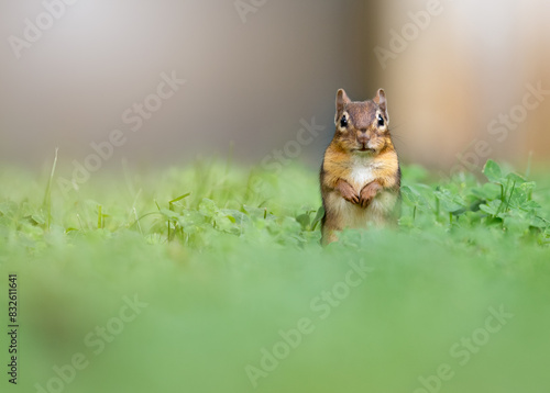 Chipmunk in grass