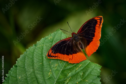 Fototapeta Naklejka Na Ścianę i Meble -  Flame-bordered Emperor , Charaxes protoclea, butterfly family Nymphalidae, Congo in Africa. Black orange butterfly on the green leaf, in the nature habitat. Congo wildlife, insect in the forest.