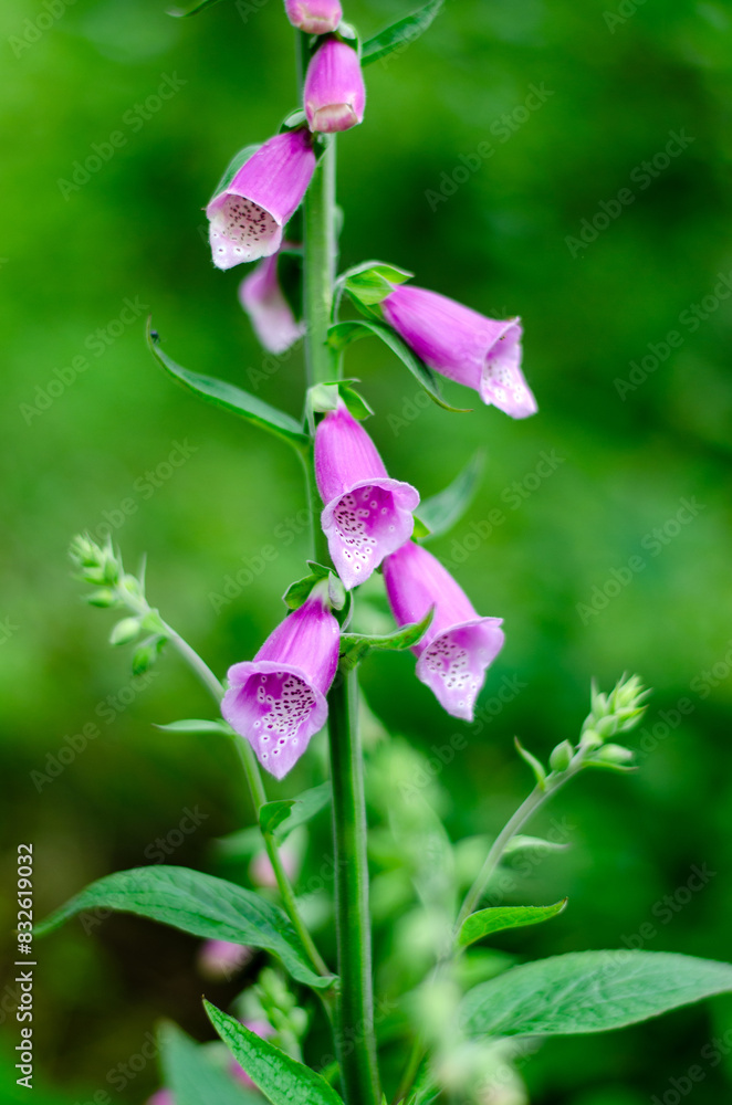 Beautiful pink wildflower in summer in Germany Beautiful pink wildflower in summer in Germany