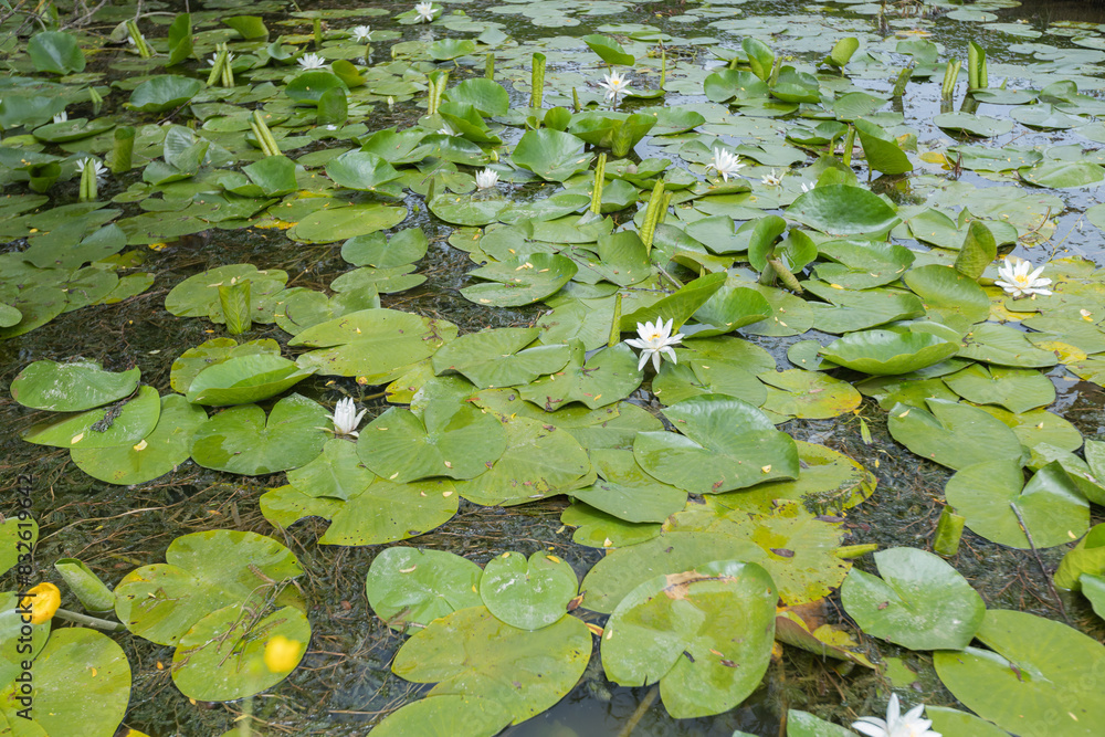 Beautiful pond filled with green lily pads and white water lilies blooming on a calm surface.
Beautiful pond filled with green lily pads and white water lilies blooming on a calm surface.