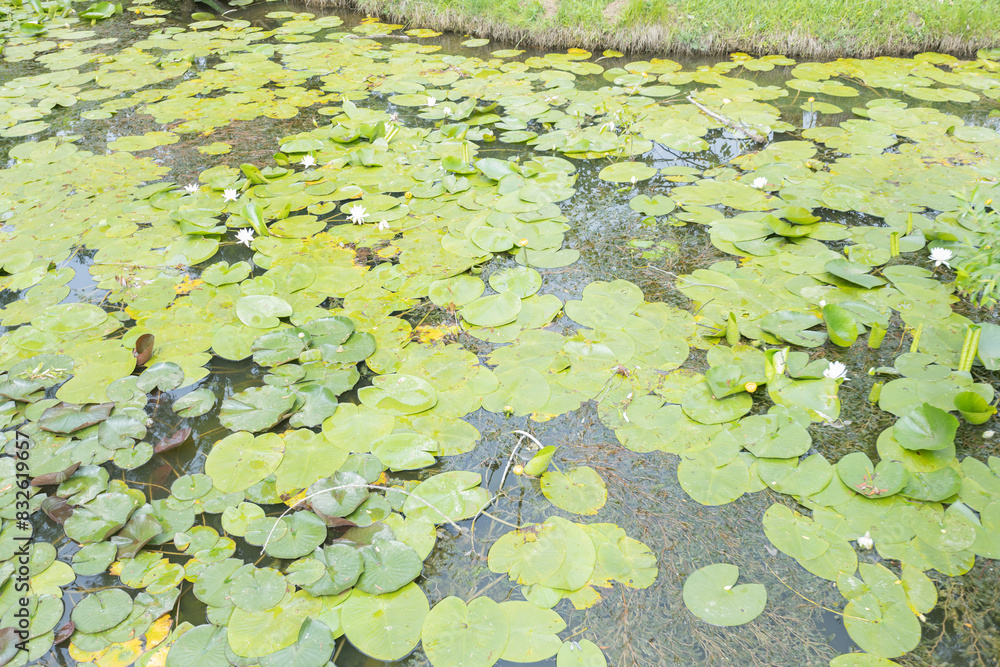 Beautiful pond filled with green lily pads and white water lilies blooming on a calm surface.
Beautiful pond filled with green lily pads and white water lilies blooming on a calm surface.