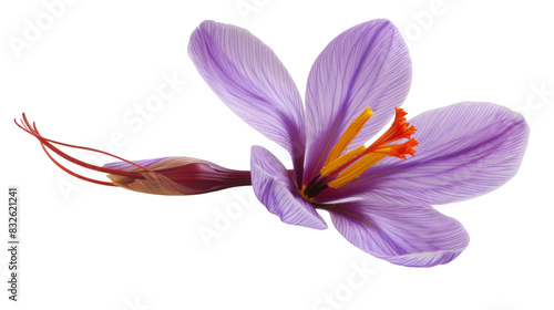 Saffron crocus flower