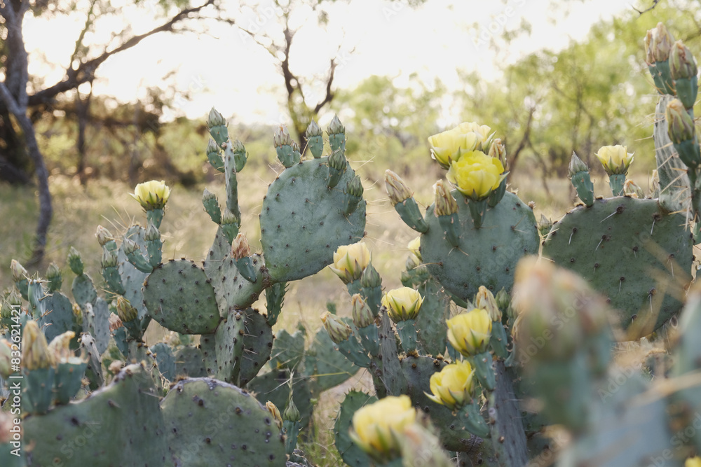 Yellow blooms on prickly pear cactus in Texas nature during spring season. Yellow blooms on prickly pear cactus in Texas nature during spring season.