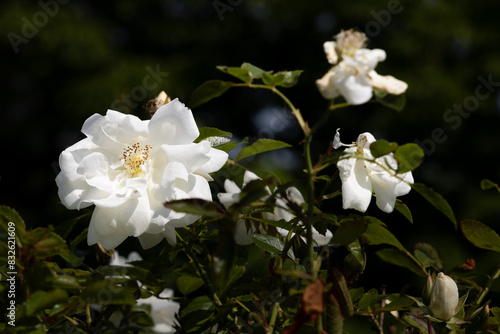 Photos White rose in bloom
