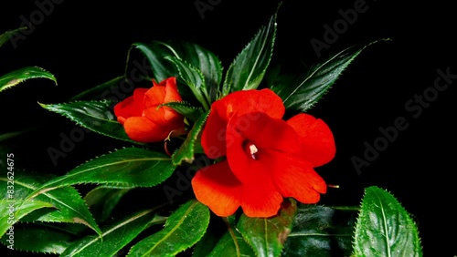 Orange Impatiens flowers or Busy Lizzies Blooms in Time Lapse as a Popular Flowering Plant Balsaminaceae. Red Annual or Perennial Plants Blossoming on a Blue Background photo