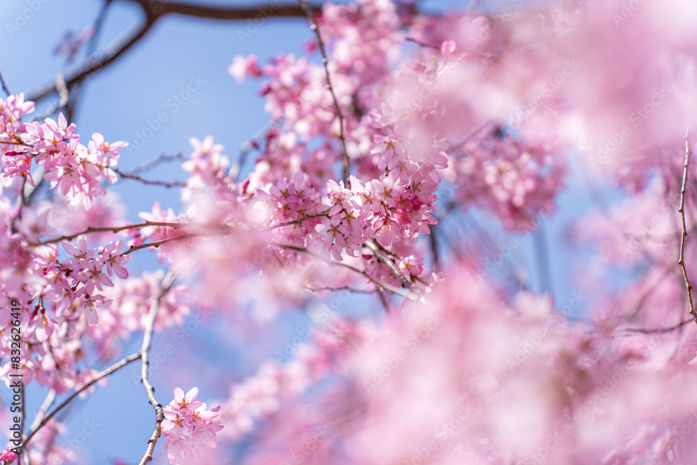 Fototapeta premium Japanische Kirschblüten, Sakura, vor einem klaren blauen Himmel