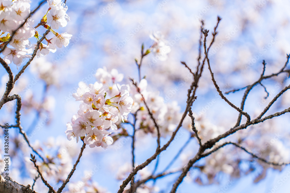 Japanische Kirschblüten, Sakura, vor einem klaren blauen Himmel Japanische Kirschblüten, Sakura, vor einem klaren blauen Himmel