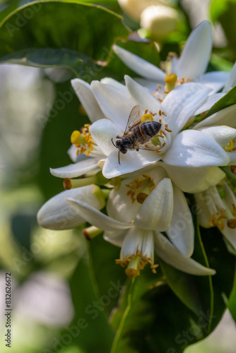 A bee pollinates white lemon flower macro photography in springtime. A honey bee pollinates lemon flowers with white petals close-up photo on a summer day. © Anton
