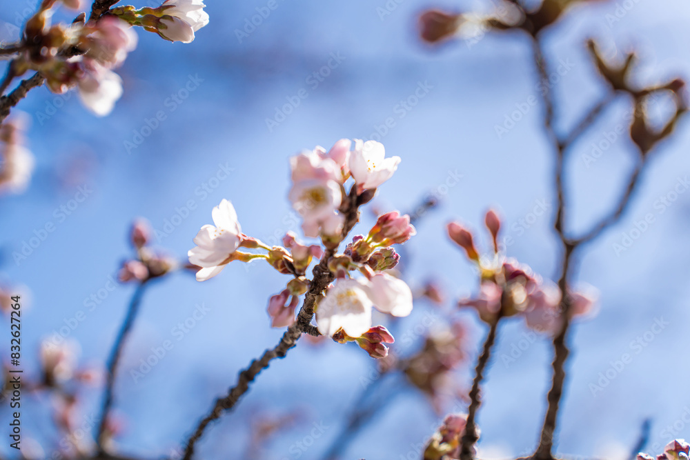 Japanische Kirschblüten, Sakura, vor einem klaren blauen Himmel Japanische Kirschblüten, Sakura, vor einem klaren blauen Himmel