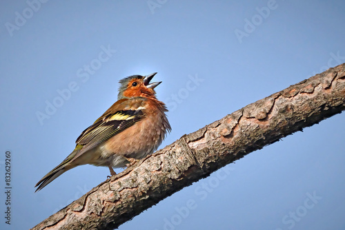 Buchfink ( Fringilla coelebs ). photo