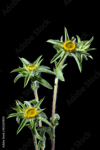 Pretty yellow flower, Pallenis spinosa photo