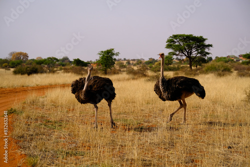 Two ostriches argue at the edge of a sandy road in the Kalahari Desert in Namibia. photo