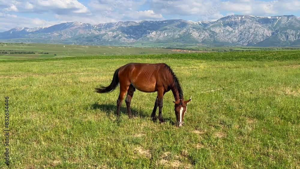 Male stallion on the field Male stallion on the field