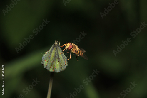 natural eupeodes flower fly photo photo