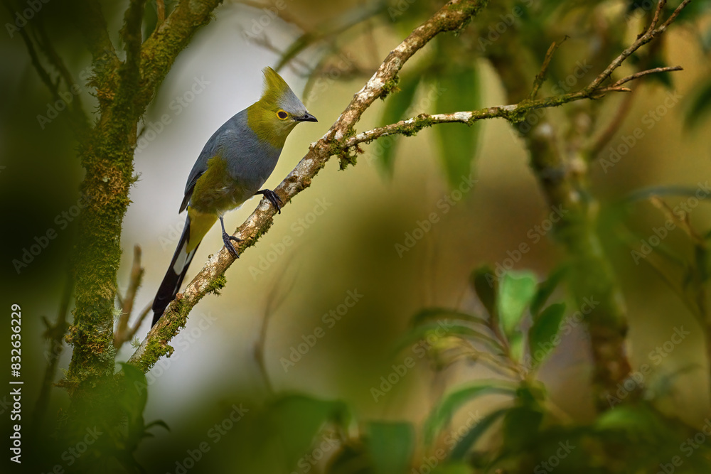 Bird from Costa Rica. Long-tailed silky-flycatcher, Ptiliogonys caudatus, beautiful bird sitting on the red violet flower. Bloom in the tree with silky-flycatcher. Bird in the nature tropic forest. Bird from Costa Rica. Long-tailed silky-flycatcher, Ptiliogonys caudatus, beautiful bird sitting on the red violet flower. Bloom in the tree with silky-flycatcher. Bird in the nature tropic forest.