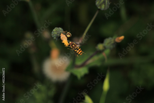 natural eupeodes flower fly photo photo