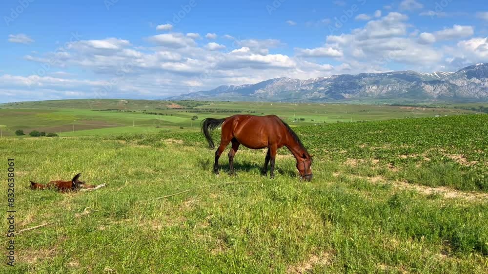 A mare eats grass in the pasture and her baby lies on the grass A mare eats grass in the pasture and her baby lies on the grass
