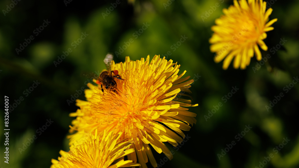 A dandelion with a bee, surrounded by grass under the sky A dandelion with a bee, surrounded by grass under the sky