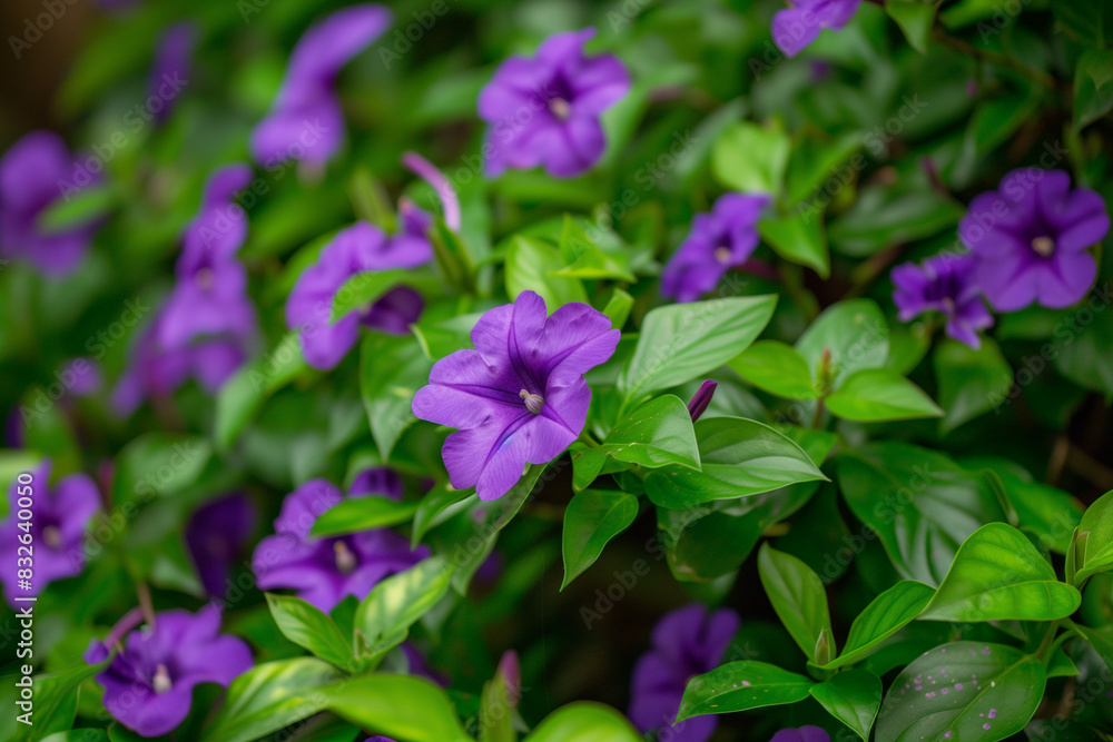 Amidst the lush greenery of the garden, vibrant flowers sway gracefully in the gentle breeze. Their petals, painted in an array of colors, create a mesmerizing tapestry of nature's beauty.
Amidst the lush greenery of the garden, vibrant flowers sway gracefully in the gentle breeze. Their petals, painted in an array of colors, create a mesmerizing tapestry of nature's beauty.