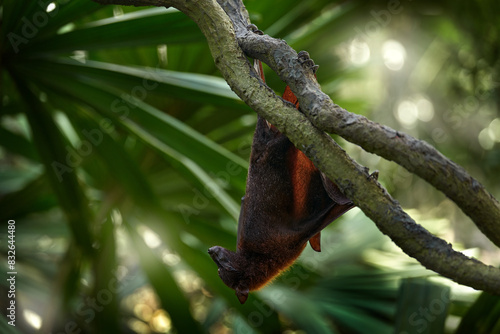 Malayan large flying fox  Pteropus vampyrus  bat in the nature tropic habitat  Borneo  Sahah  Malaysia. Flying-fox hang on the tree branch in the forest  Borneo. Mammal in the nature habitat.