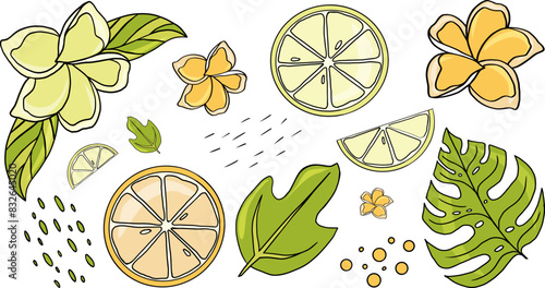 set of elements of tropical fruits, flowers and leaves. Lemon and orange slices