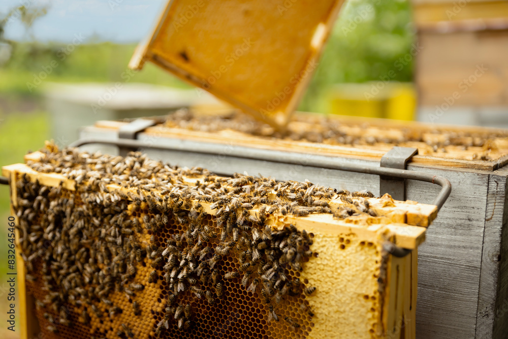 Fresh, natural honey from an apiary of bees Fresh, natural honey from an apiary of bees