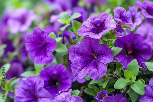 Amidst a kaleidoscope of colors, the garden blooms with vibrant life. Delicate petals sway gently in the breeze, their fragrant perfume drifting through the air. 