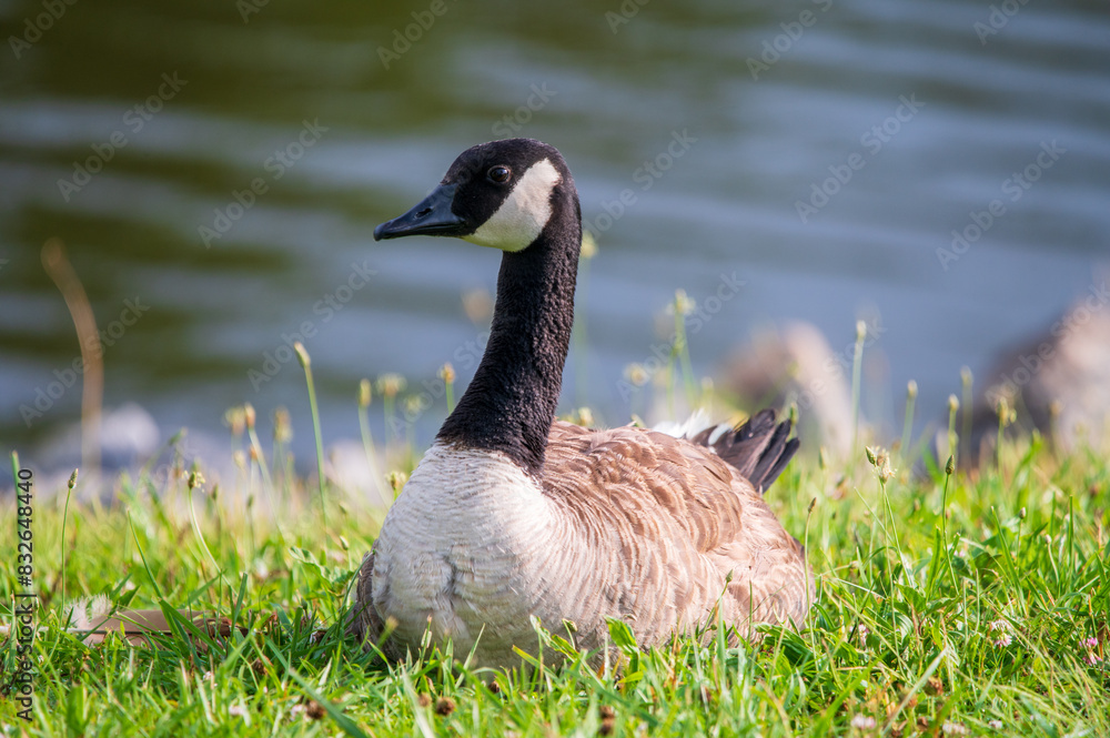Obraz premium Canadian goose laying beside the lake