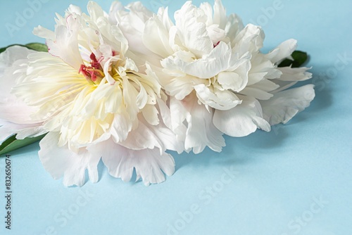 White peony flowers on a blue background. The concept of flower blossoms. Greeting card.