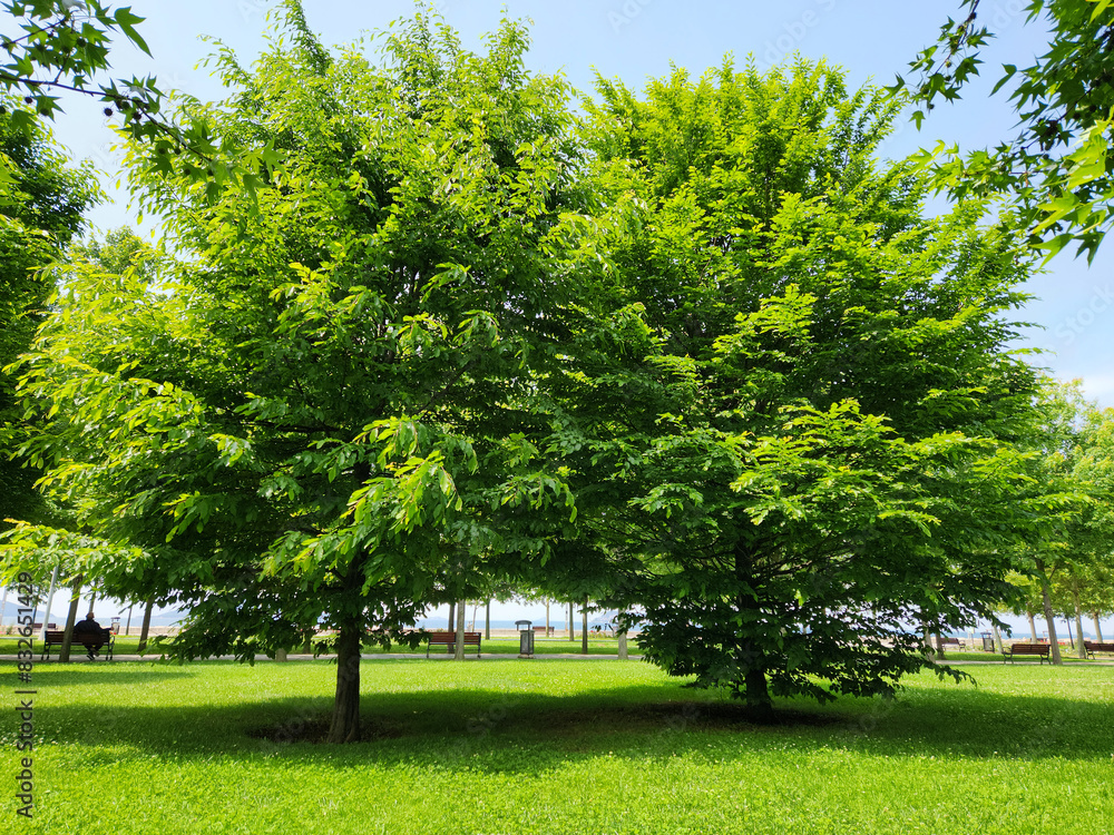 Trees of the oriental hornbeam (Carpinus orientalis) tree in a city park in May Trees of the oriental hornbeam (Carpinus orientalis) tree in a city park in May