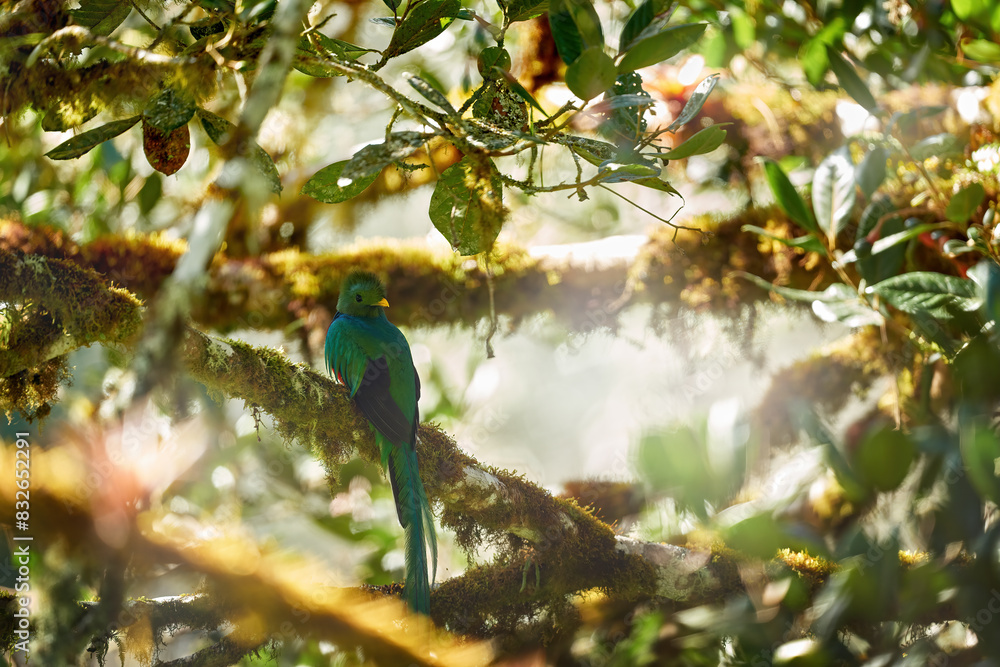 Morning light in the tropic forest. Resplendent Quetzal, Pharomachrus mocinno, from Guatemala with blurred green forest in background. Magnificent sacred green and red bird. Detail portrait of bird. Morning light in the tropic forest. Resplendent Quetzal, Pharomachrus mocinno, from Guatemala with blurred green forest in background. Magnificent sacred green and red bird. Detail portrait of bird.