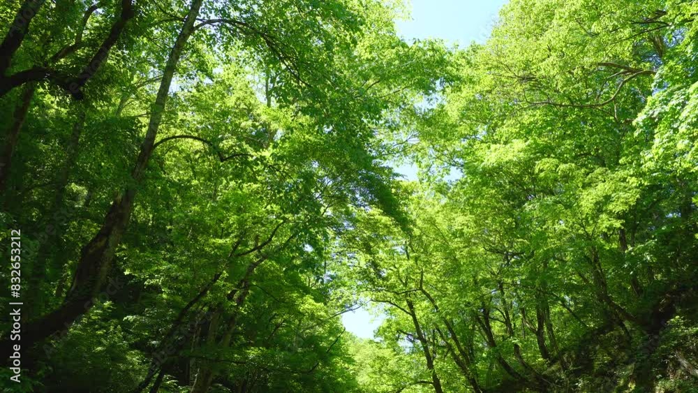 新緑の森の中の渓谷 新緑の森の中の渓谷