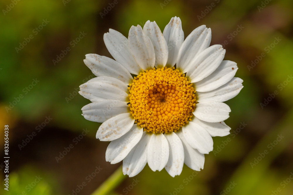 Blooming daisy flowers on a summer sunny day macro photo. Wildflowers with white petals in the meadow close-up photo. Blossom daisies in springtime floral background. Blooming daisy flowers on a summer sunny day macro photo. Wildflowers with white petals in the meadow close-up photo. Blossom daisies in springtime floral background.