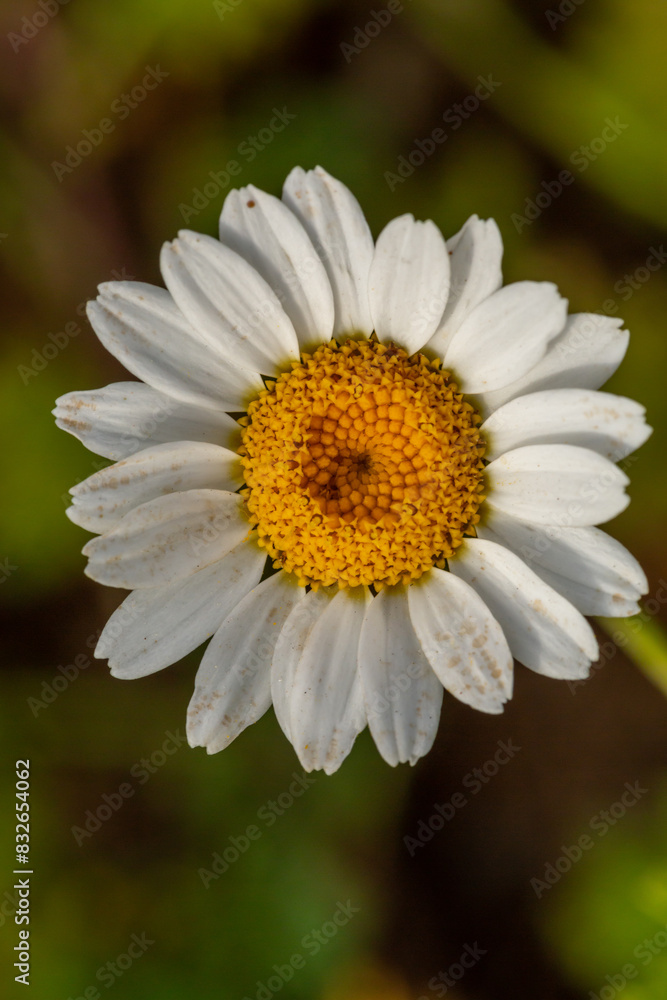 Blooming daisy flowers on a summer sunny day macro photo. Wildflowers with white petals in the meadow close-up photo. Blossom daisies in springtime floral background. Blooming daisy flowers on a summer sunny day macro photo. Wildflowers with white petals in the meadow close-up photo. Blossom daisies in springtime floral background.