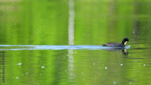 eurasian coot in the water photo