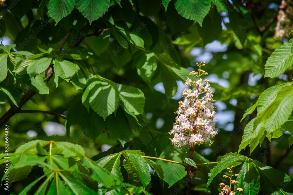 Blooming chestnut, fresh white flowers against the background of green leaves Blooming chestnut, fresh white flowers against the background of green leaves
