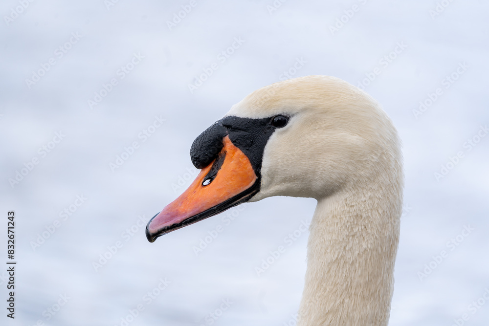Höckerschwan Höckerschwan