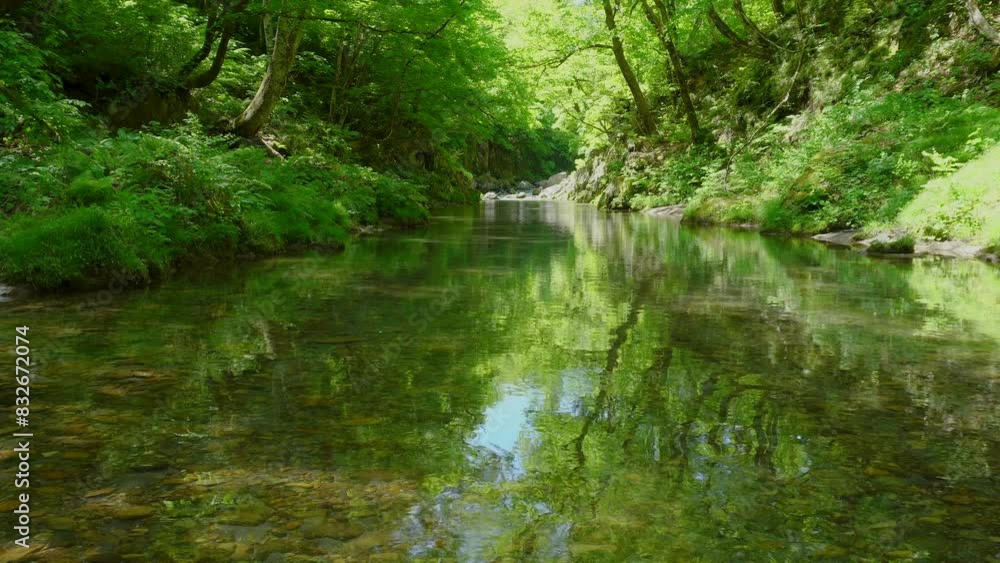 緑の森を流れる渓流 緑の森を流れる渓流