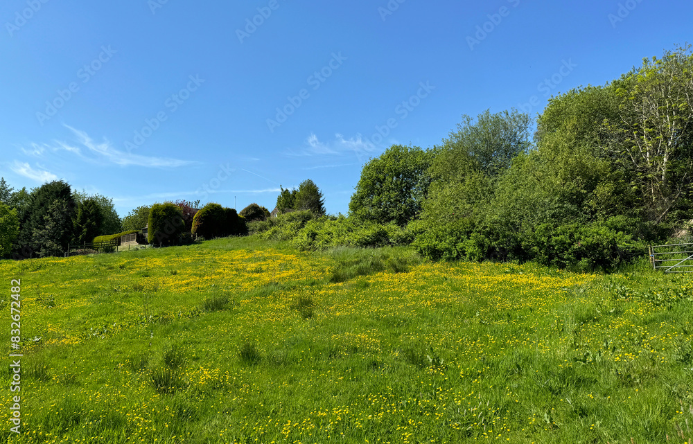 A tranquil scene unfolds. as a green field with yellow flowers basks under a blue sky, surrounding trees conceal a building near the horizon in, Haslingden, UK.