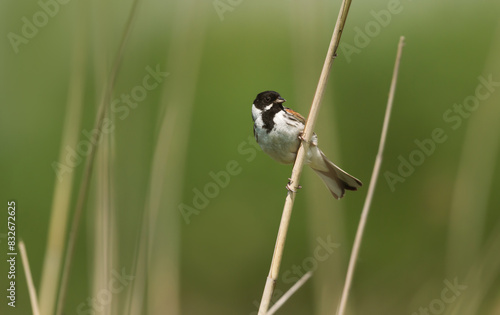 Common reed bunting perched on a reed