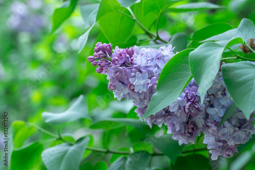 Foto Blooming fragrant branch of lilac flower katherine havemeyer in garden